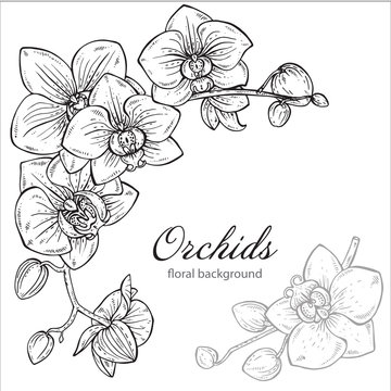 Beautiful monochrome vector floral background with orchid flower