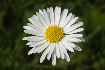 Obraz premium Gänseblümchen Makro