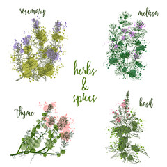 Cooking herbs and spices in watercolor style . Rosemary, melissa, basil, thyme. Retro hand drawn vector illustration. Retro banner, card, scrap booking, postcard, poster - 108103982