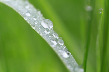 close up of dew drops on blade
