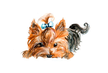 Yorkshire terrier. Blue bow and hair dress. Watercolor hand drawn illustration