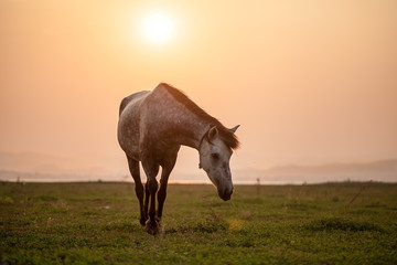 Fototapeta na wymiar Grazing horse on sunset
