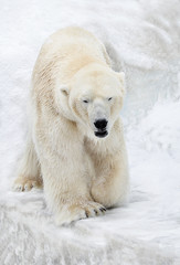 Fototapeta na wymiar Белый медведь в Арктике.