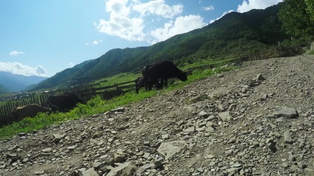Cow on city street