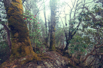 Nepal jungle