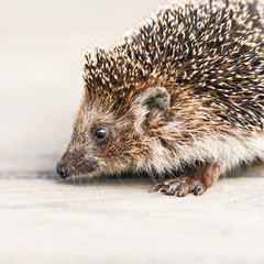 Funny Lovely Hedgehog Standing On Wooden Floor