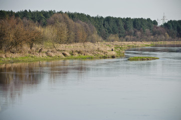 Flowers in the spring garden
