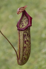 carnivorous plant in the garden