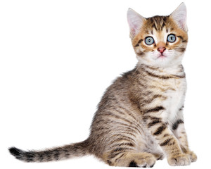 Shorthair brindled kitten sitting