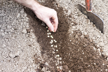 man who sowed in the ground hoed
