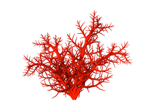 3D Illustration Red Coral on White