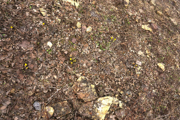 yellow flowers on the ground in the spring
