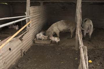 cerditos 