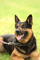 Schäferhund 3
