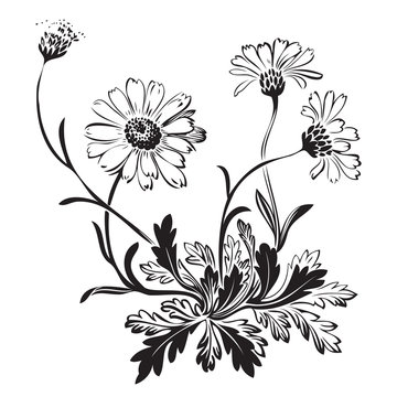 Hand drawn bouquet of chamomile flowers isolated on white background