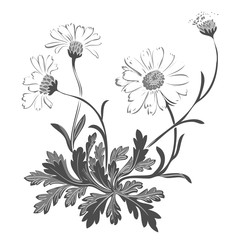 Hand drawn bouquet of chamomile flowers isolated on white background