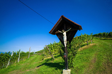 Weintrauben im Weingarten