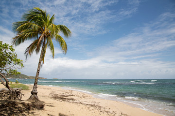 Sand Strand auf der Karibik Insel Dominika auf den kleinen Antillen mit Meer und Palmen als...