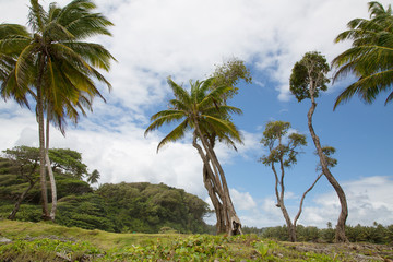 Palmen auf der Insel Dominika auf den kleinen Antillen in der Karibik