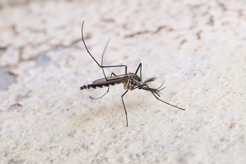 Closeup Aedes aegypti or common house mosquito.