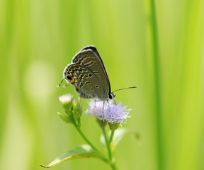 Fototapeta na wymiar Common Blue (Polyommatus icarus) butterfly in natural habitat
