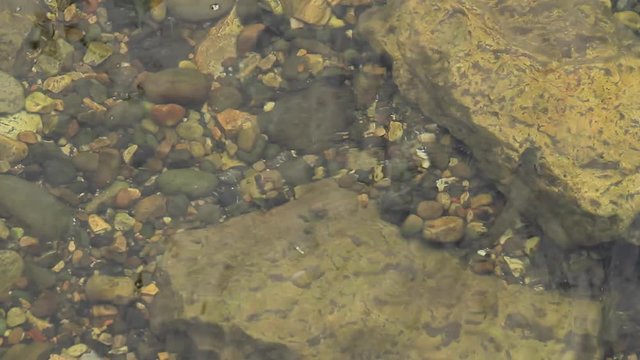 Truchas en el  rio  saliendo a la superficie para comer 
