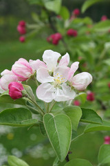 Fototapeta na wymiar fiori di melo in primavera