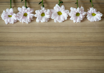 Flowers on a wooden surface. Daisies.