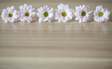 Flowers on a wooden surface. Daisies.