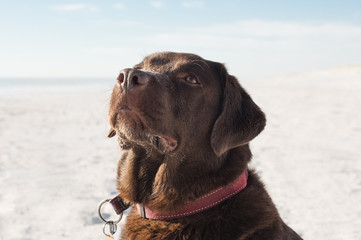Dog at beach - obrazy, fototapety, plakaty