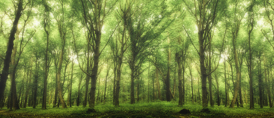 Fototapeta premium forest trees.