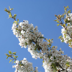 rami di Ciliegio in fiore in primavera