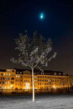 Lene Voigt Park, Tree with grey leaves, Leipzig, Germany