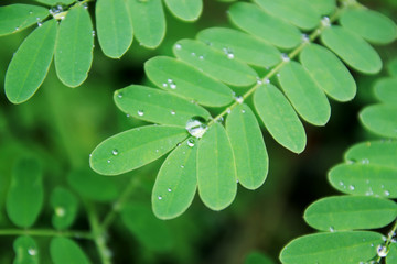 macro green leaf acacia