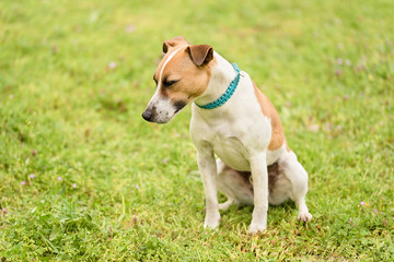 Jack russel terrier