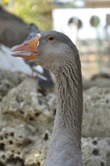 Detail of the head of a greylag goose (Anser anser)
