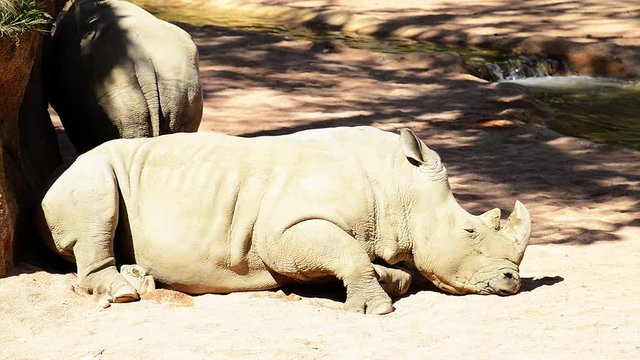 white rhinoceros - ceratotherium simum

