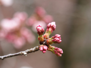 Sakura. Cherry Blossom in Springtime. Beautiful Pink Flowers
