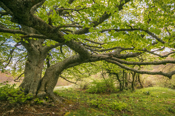 Tronco di un grande faggio monumentale