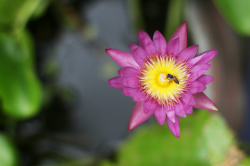 Fototapeta premium Bee in circle gathering pollen in the capels of water lily flower