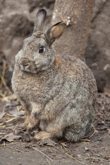 European rabbit (Oryctolagus cuniculus).