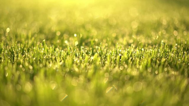 4k footage, closeup dolly move grass with dew on early morning in spring shallow dof
