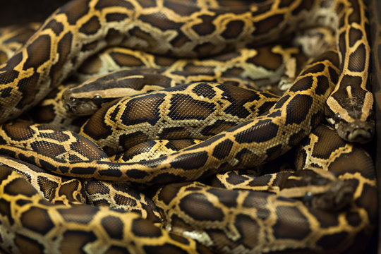 Burmese python (Python bivittatus).
