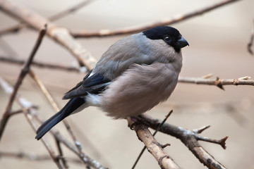 Eurasian bullfinch (Pyrrhula pyrrhula)