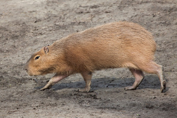 Capybara (Hydrochoerus hydrochaeris).