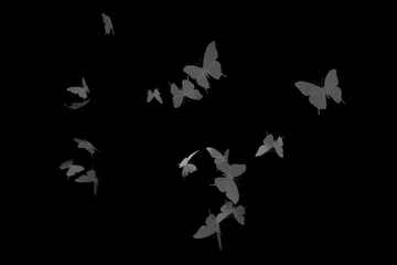 Foto auf Leinwand Papieren vlinders in de nacht © emieldelange