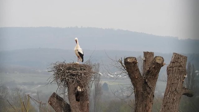 Weissst&ouml;rche auf Nest im Baum