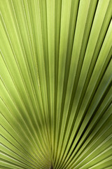 Palm leaf in back light