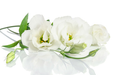 Fototapeta na wymiar Beautiful white eustoma flowers isolated on white background