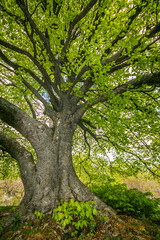 Obraz premium faggio (Fagus sylvatica L.)